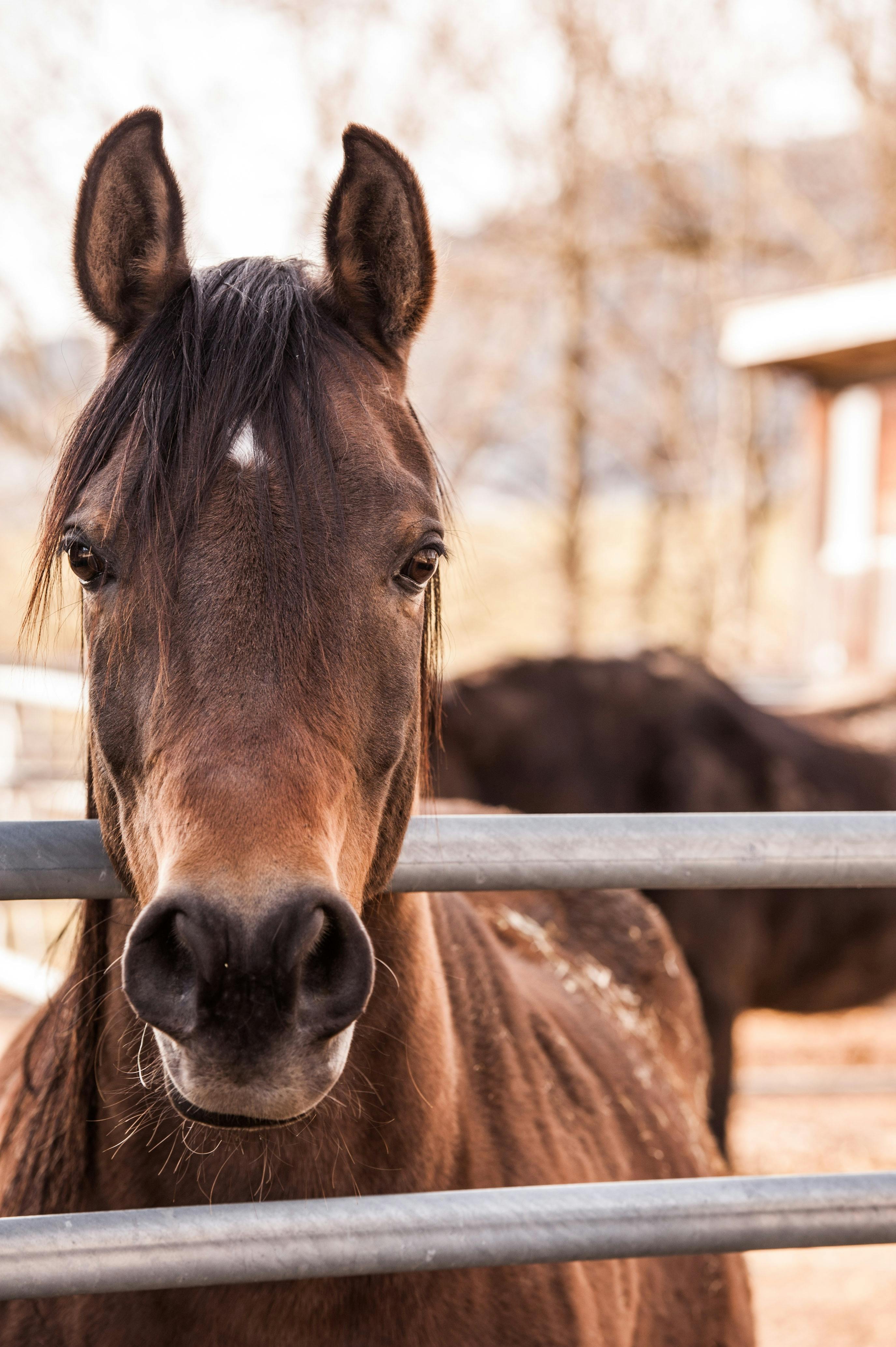 Horse standing by a pasture fence
