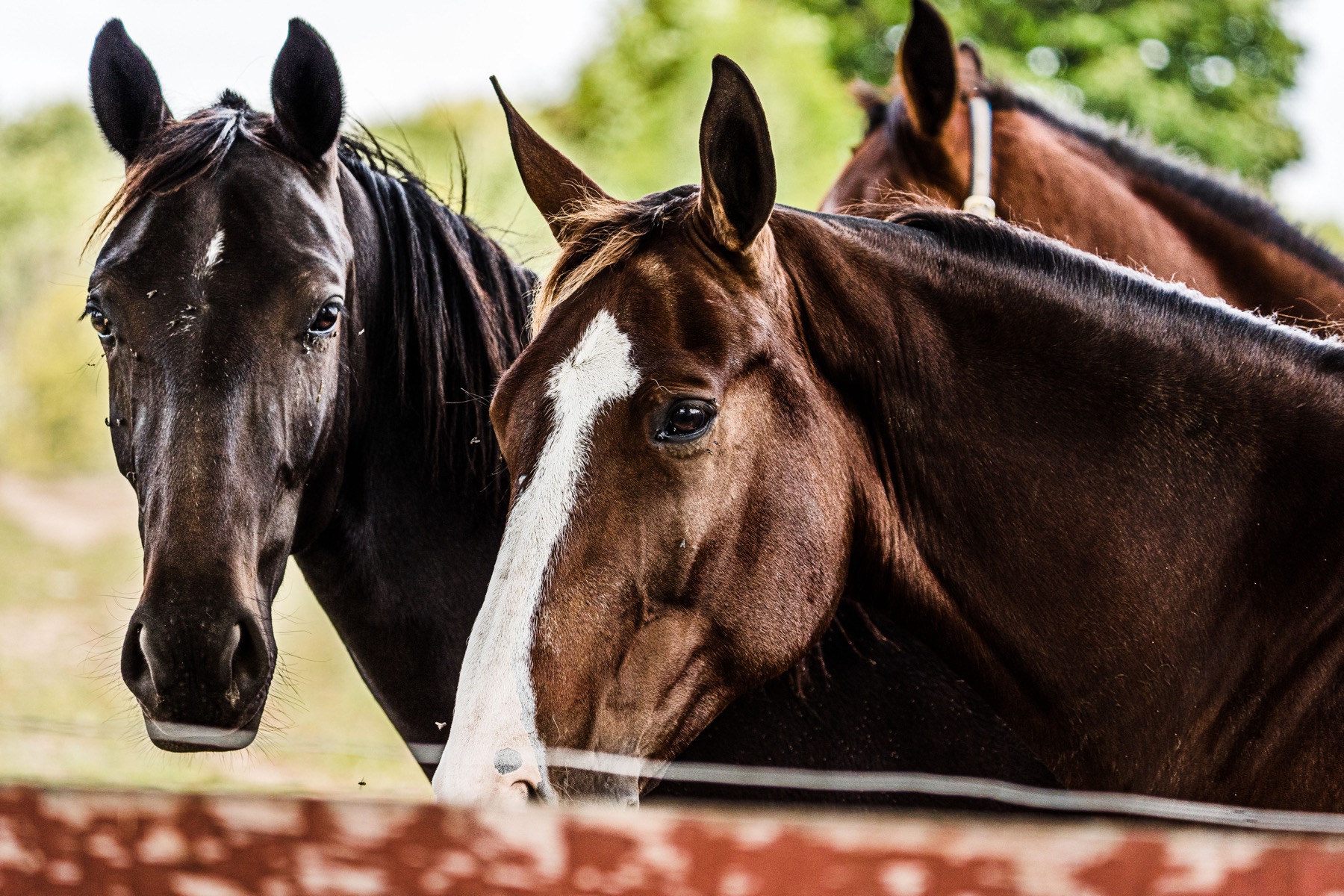 Horses standing together near a fence
