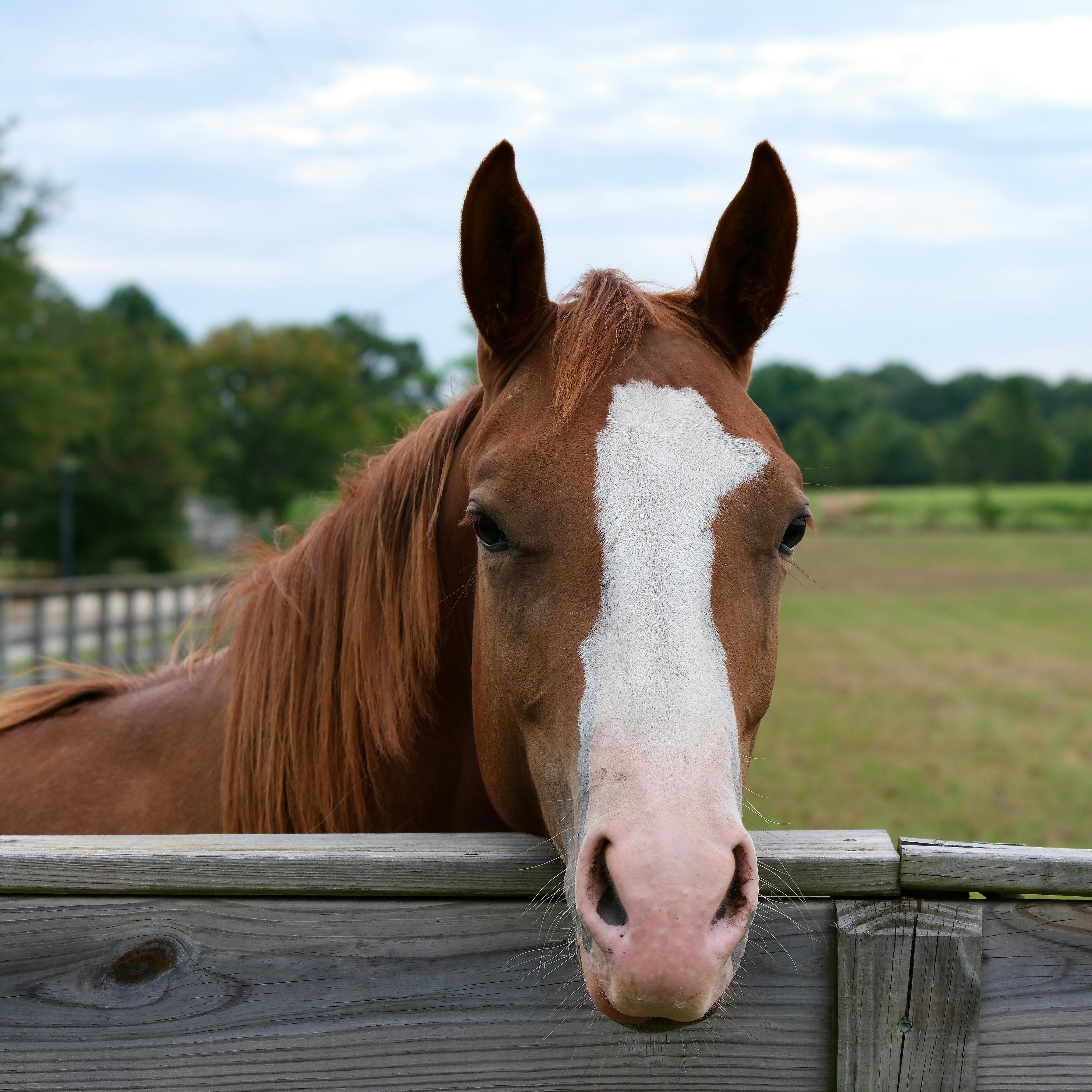 Horses looking out from a stable